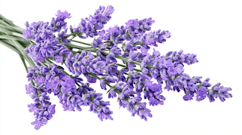 Fresh Bundle of Lavender Flowers on White Background