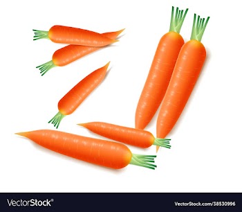fresh carrot isolated on white background eps 10