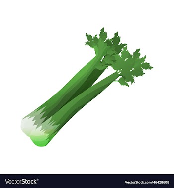 fresh celery vegetable icon