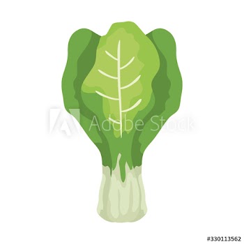 fresh chard leafs vegetables design