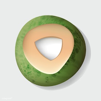 Fresh Cut Open Coconut Vector Illustration | Free stock vector - 389925