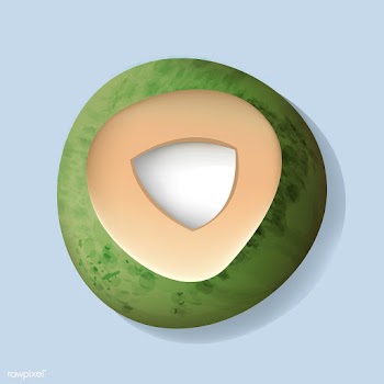Fresh Cut Open Coconut Vector Illustration | Free stock vector - 389994