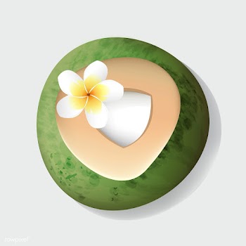 Fresh Cut Open Coconut  with Flower Vector Il.. | Free stock vector - 390611