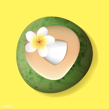 Fresh Cut Open Coconut  with Flower Vector Il.. | Free stock vector - 390629
