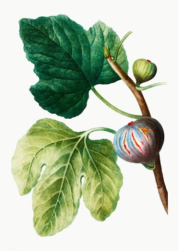Fresh figs on a tree | Free stock vector - 568814