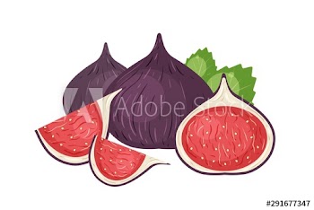 Fresh figs realistic vector illustration