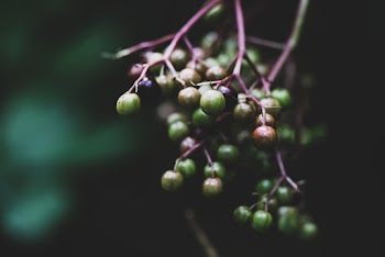 Fresh Fruits
