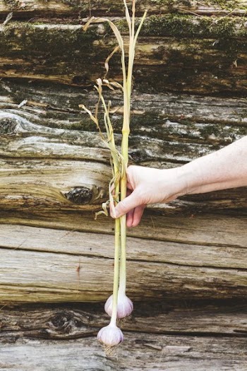 Fresh Garlic On Stem