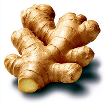 Fresh Ginger Root on White Background