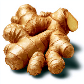 Fresh Ginger Root Rhizome on White Background