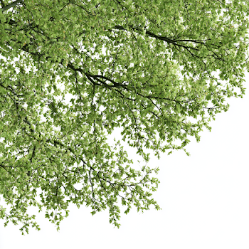 Fresh Green Deciduous Tree Branches Against an Overcast Sky