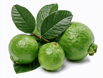 Fresh Green Guava Still Life on White Background