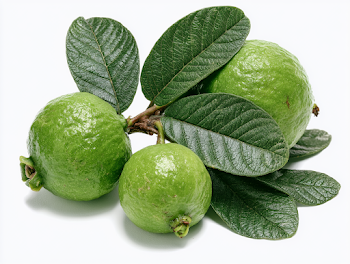 Fresh Green Guavas on Branch with Leaves