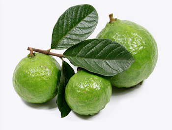 Fresh Green Guavas on Branch with Leaves