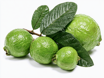 Fresh Green Guavas with Leaves on White Background