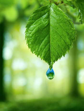 Fresh Green Leaf with Water Droplet