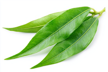 Fresh Green Leafy Sprig on White Background