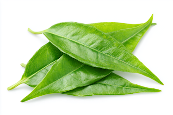 Fresh Green Leafy Sprig on White Background