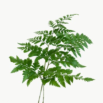 Fresh green leatherleaf fern transparent png | Free  transparent png - 2230570
