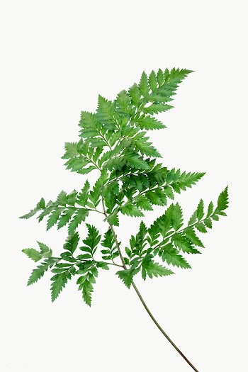 Fresh green leatherleaf fern transparent png | Free  transparent png - 2230572