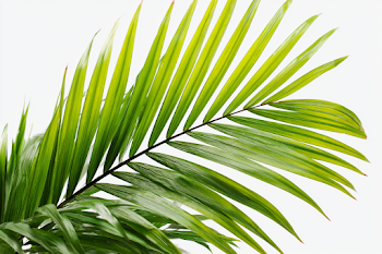 Fresh Green Palm Frond on White Background