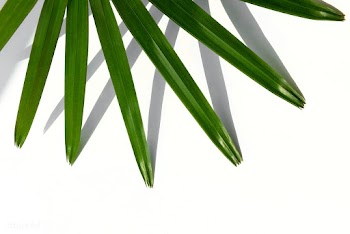 Fresh green palm leaf background | Free  photo - 2230192