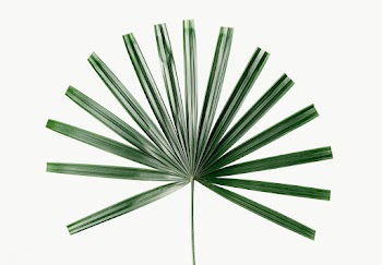 Fresh green palm leaf design element | Free  transparent png - 2341614