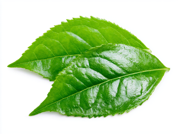 Fresh Green Tea Leaves Isolated on White Background