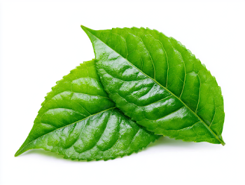 Fresh Green Tea Leaves on White Background
