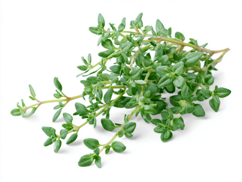 Fresh Green Thyme Sprig on White Background