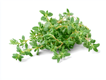 Fresh Green Thyme Sprig on White Background
