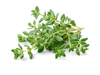 Fresh Green Thyme Sprig on White Background