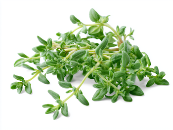 Fresh Green Thyme Sprig on White Background