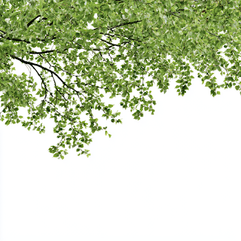 Fresh Green Tree Branches Against White Sky