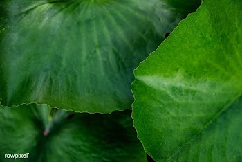 Fresh green water lily leaves macro photography | Free  photo - 2263811