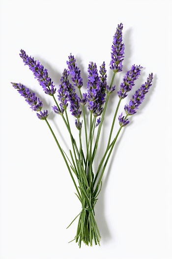 Fresh Lavender Bouquet on White Background
