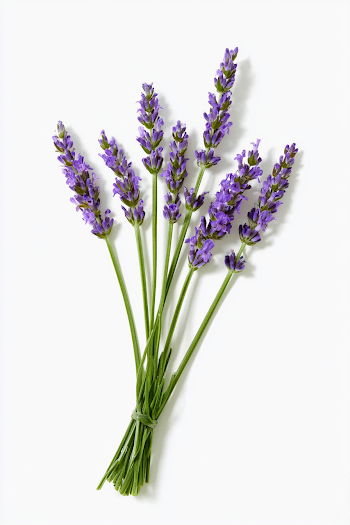 Fresh Lavender Bouquet on White Background