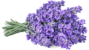 Fresh Lavender Bouquet on White Background