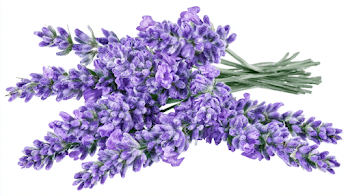 Fresh Lavender Bundle on White Background