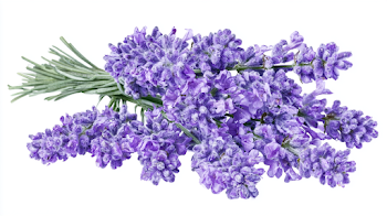 Fresh Lavender Bundle on White Background