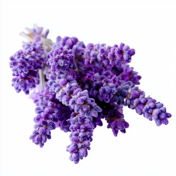 Fresh Lavender Flower Spikes Cluster