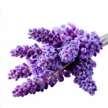 Fresh Lavender Flower Spikes on White Background