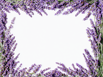 Fresh Lavender Frame with White Center