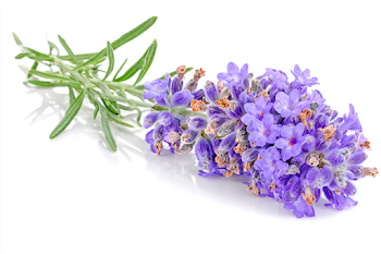 Fresh Lavender Sprig on White Background