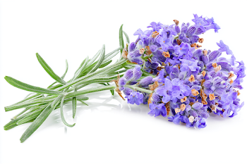 Fresh Lavender Sprig on White Background