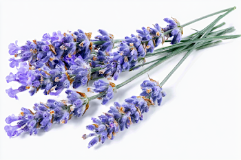 Fresh Lavender Sprigs on White Background