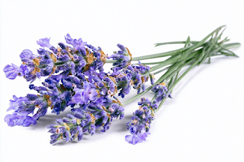Fresh Lavender Sprigs on White Background