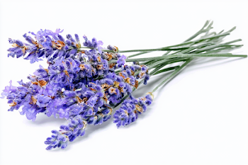 Fresh Lavender Sprigs on White Background