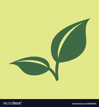 Fresh mint leaf flat menthol healthy aroma herbal vector image