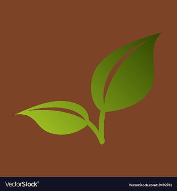 Fresh mint leaf flat menthol healthy aroma herbal vector image